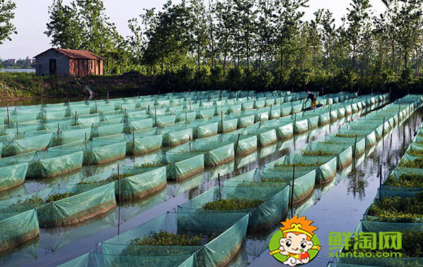 黃鱔吃什么飼料，黃鱔魚喜歡吃什么餌料