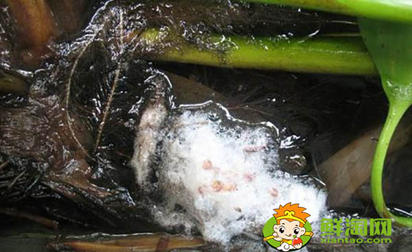 黃鱔吃什么飼料，黃鱔魚喜歡吃什么餌料