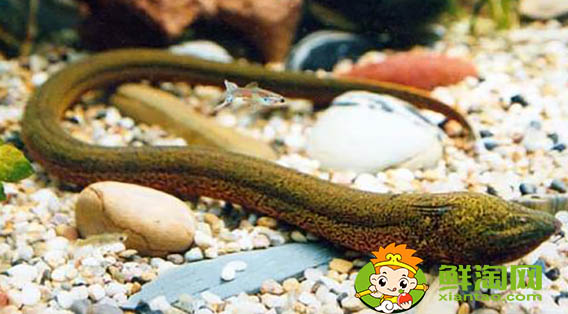 黃鱔吃什么飼料，黃鱔魚喜歡吃什么餌料