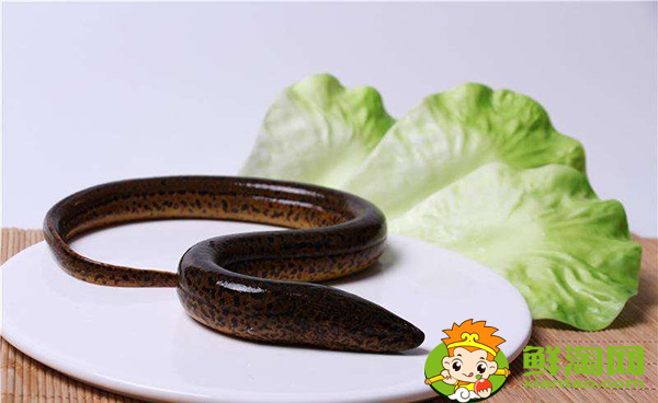 望月鱔和黃鱔的區別，萬一吃到望月鱔怎么辦