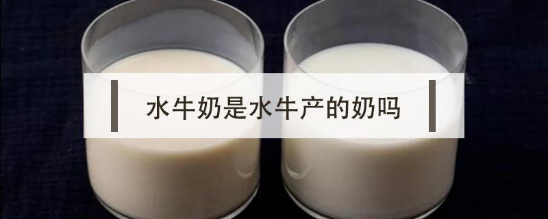 水牛奶是水牛產(chǎn)的奶嗎