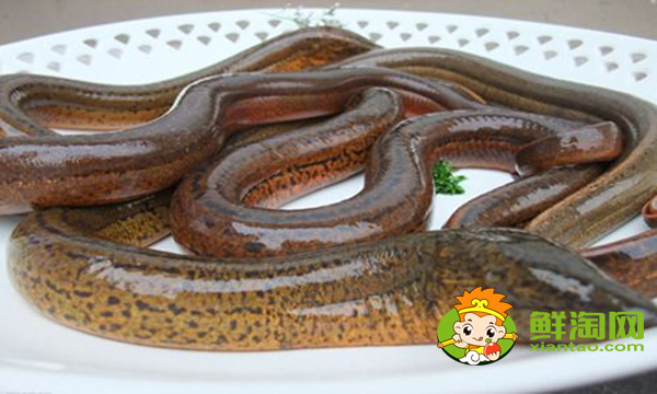 黃鱔好吃嗎,大黃鱔和小黃鱔營養(yǎng)價(jià)值是一樣的嗎