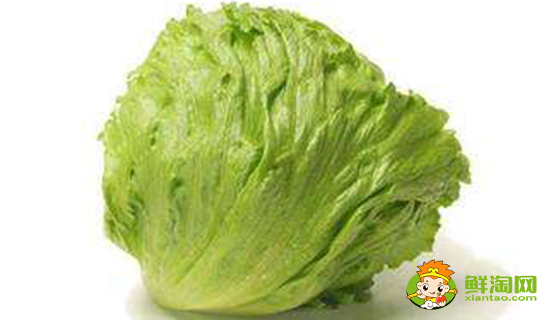 生菜的樣子,結(jié)球生菜和生菜的區(qū)別