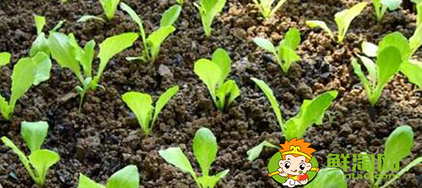 生菜怎么種才能出得好，生菜怎么種植容易發(fā)芽