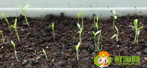 生菜怎么種才能出得好,生菜怎么種植容易發(fā)芽