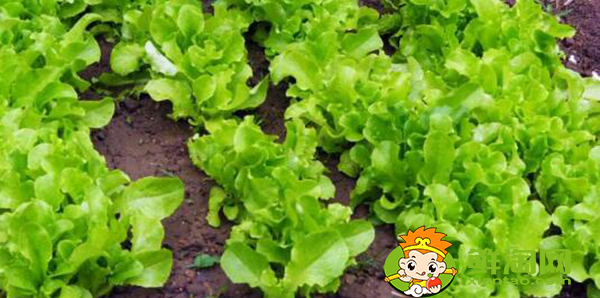 生菜怎么種才能出得好,生菜怎么種植容易發(fā)芽