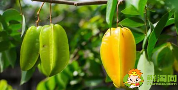 楊桃一天可以吃幾個，楊桃有什么營養(yǎng)成分
