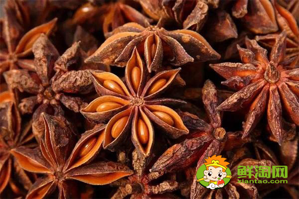 八角種植適應(yīng)什么地區(qū),八角什么時候施肥最好