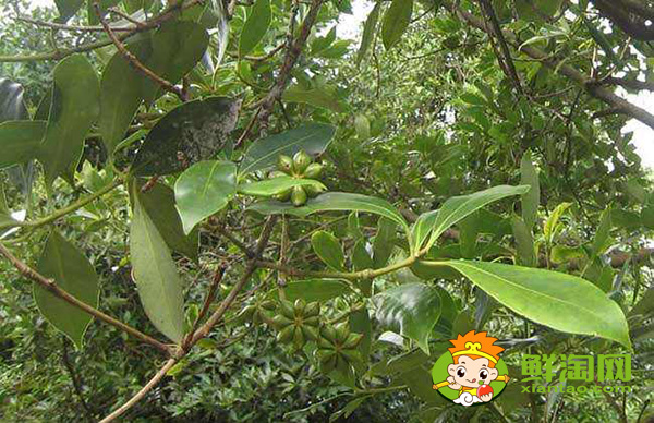 八角種植適應(yīng)什么地區(qū),八角什么時候施肥最好