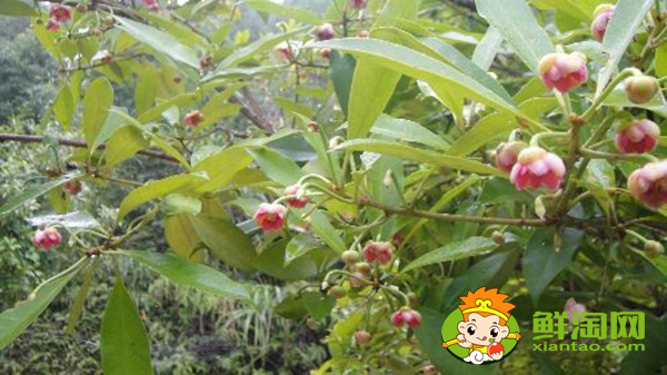 八角種植適應(yīng)什么地區(qū)，八角什么時候施肥最好
