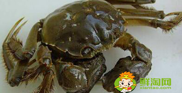 大閘蟹禮券哪個牌子好,盤錦河蟹陽澄湖大閘蟹哪個好吃