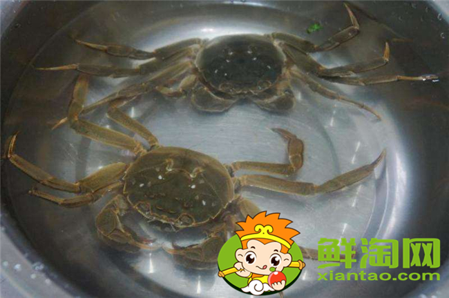大閘蟹怎么洗才干凈步驟,大閘蟹的做法和吃法