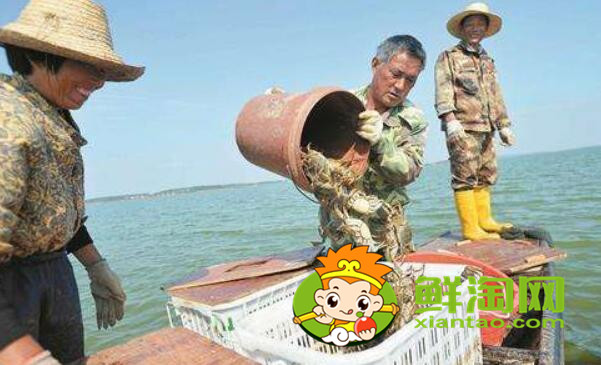梁子湖大閘蟹幾月份吃,梁子湖大閘蟹在哪里買
