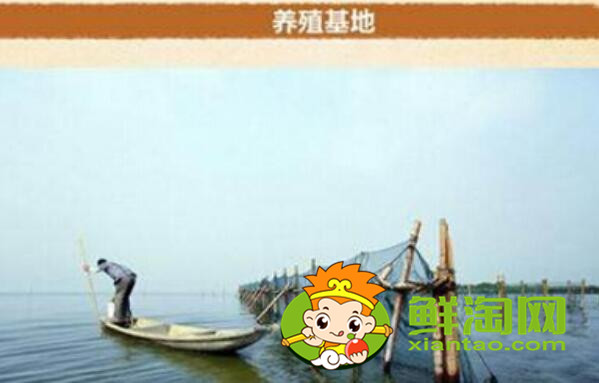 梁子湖大閘蟹怎么樣,梁子湖大閘蟹養(yǎng)殖基地