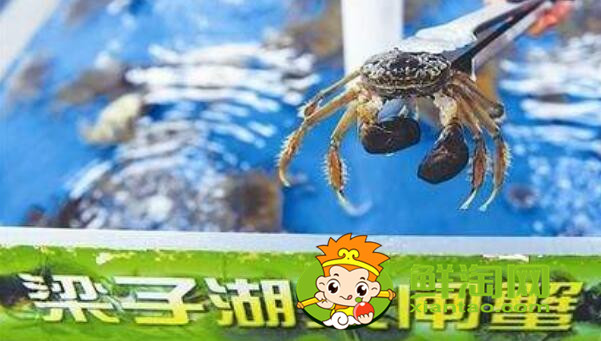 大閘蟹多少錢一斤,最佳吃大閘蟹的季節