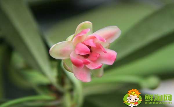 莽草子和八角的區別，八角和莽草干支的區別