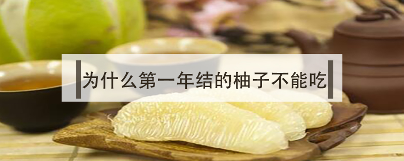 為什么第一年結的柚子不能吃
