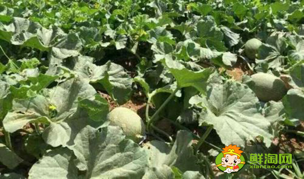 吐魯番的哈密瓜什么時候成熟,吐魯番哈密瓜基地