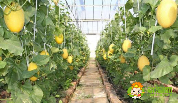 吐魯番的哈密瓜什么時候成熟,吐魯番哈密瓜基地