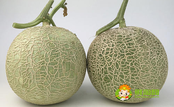 三亞哈密瓜的產(chǎn)地在哪里,三亞哈密瓜種植基地