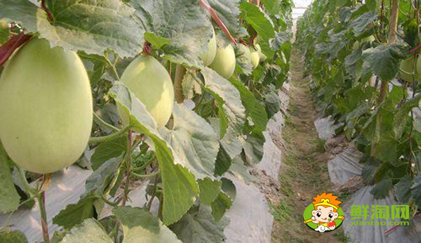 三亞哈密瓜的產(chǎn)地在哪里,三亞哈密瓜種植基地