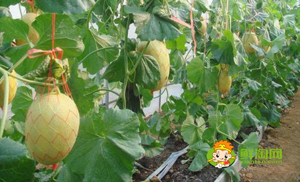 三亞哈密瓜的產(chǎn)地在哪里，三亞哈密瓜種植基地
