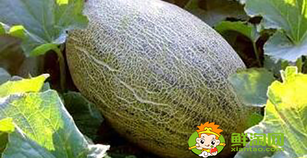伽師瓜產(chǎn)地是哪里，伽師瓜最好的產(chǎn)地