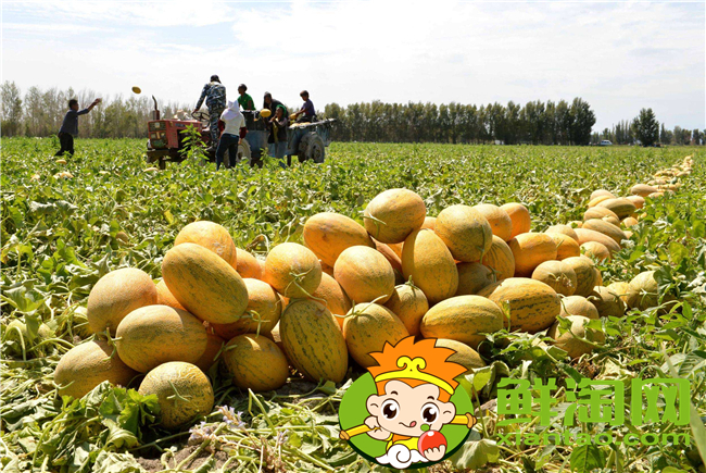 哈密的哈密瓜批發(fā)市場(chǎng)在哪里,哈密瓜原產(chǎn)地如何發(fā)貨