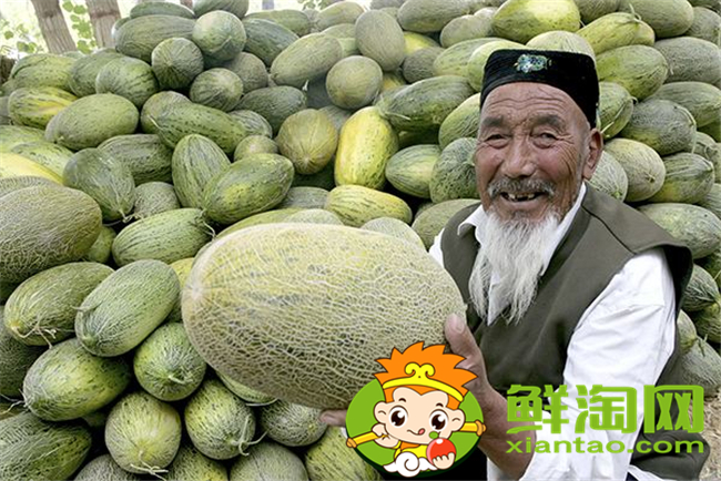 哈密的哈密瓜批發(fā)市場(chǎng)在哪里,哈密瓜原產(chǎn)地如何發(fā)貨