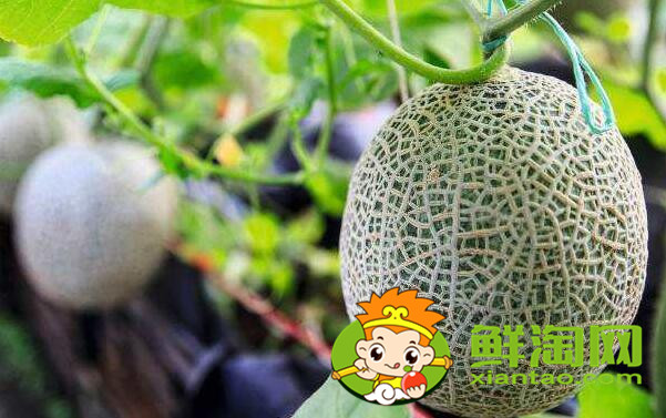 哈密瓜和網紋瓜是一個東西嗎，哈密瓜和網紋瓜的區別