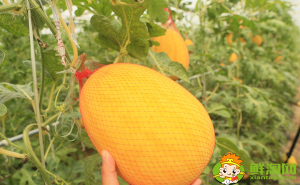 黃皮哈密瓜叫什么名字,黃皮哈密瓜和青皮哈密瓜區別