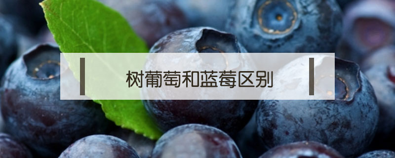 樹葡萄和藍莓區別