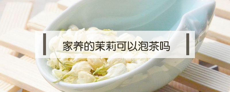家養(yǎng)的茉莉可以泡茶嗎
