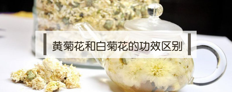 黃菊花和白菊花的功效區別