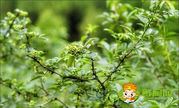 藤椒有幾個(gè)品種,藤椒是麻還是辣