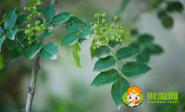 藤椒有幾個(gè)品種,藤椒是麻還是辣