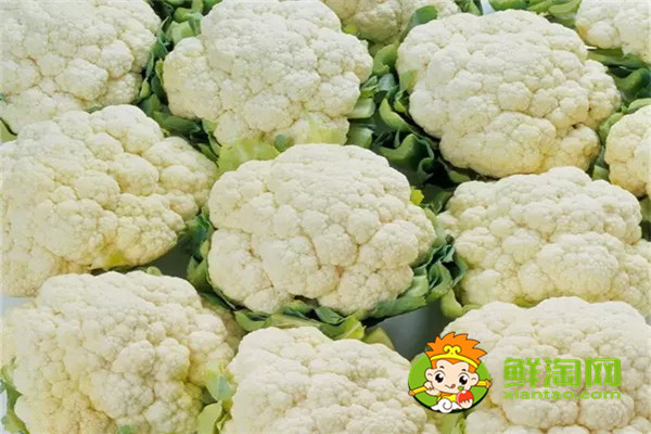 手撕包菜是卷心菜還是椰萊，椰菜和卷心菜怎么區分