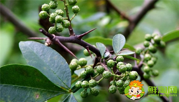 藤椒可以代替花椒嗎,藤椒樹和青花椒一樣嗎