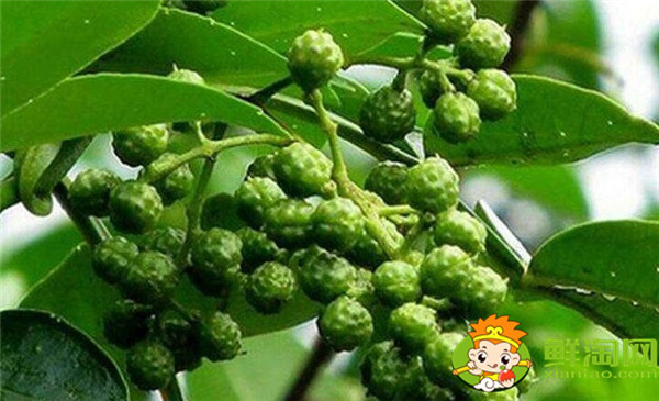 青花椒與藤椒區(qū)別,藤椒和青花椒哪個麻