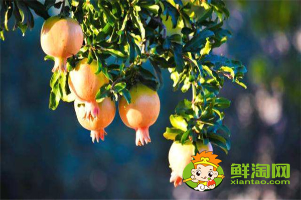 新鮮石榴皮煮水有毒嗎,石榴皮煮水染發(fā)有毒嗎