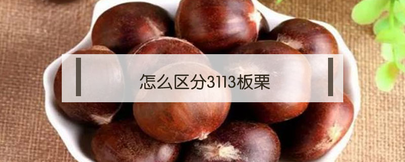 怎么區分3113板栗