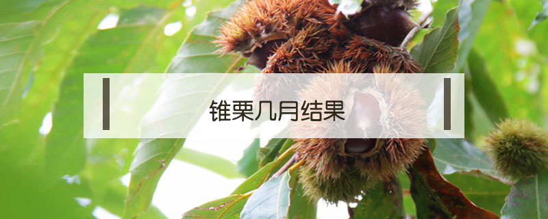錐栗幾月結果