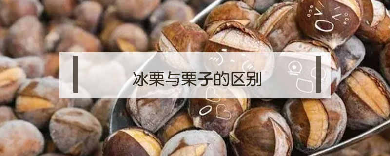 冰栗與栗子的區(qū)別