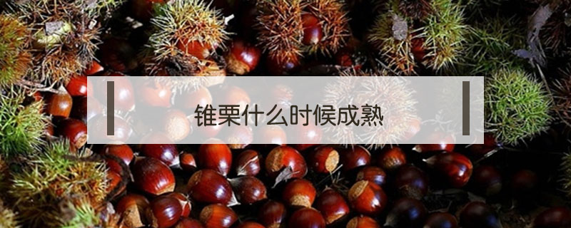 錐栗什么時候成熟