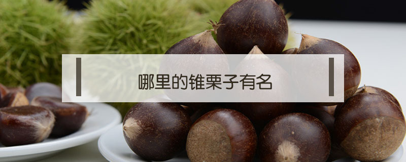 哪里的錐栗子有名