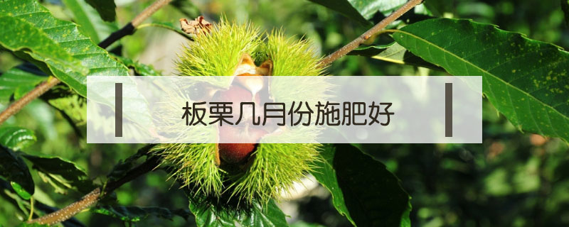 板栗幾月份施肥好
