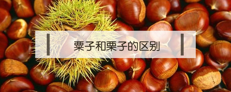 粟子和栗子的區別