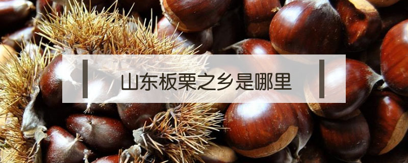山東板栗之鄉(xiāng)是哪里