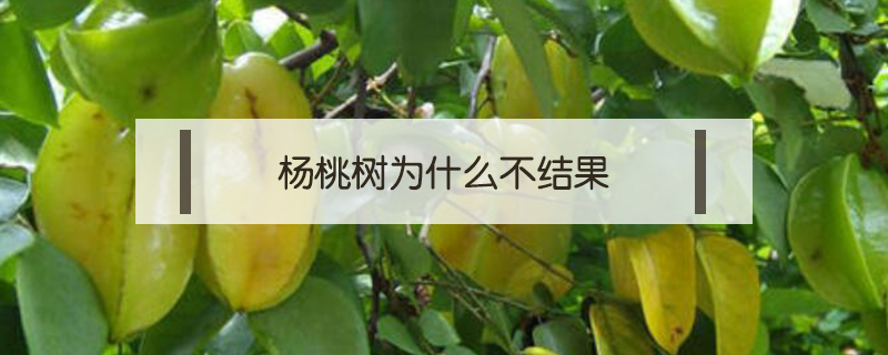 楊桃樹為什么不結果