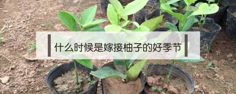 什么時候是嫁接柚子的好季節(jié)
